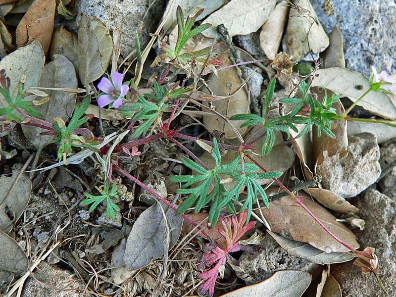 Geranium columbinum